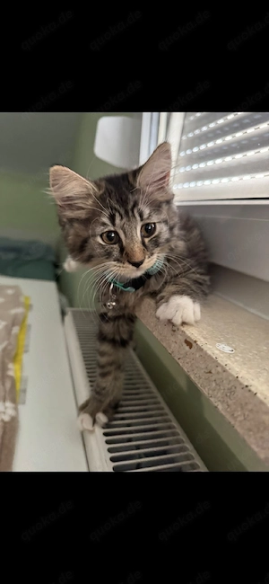 Main Coon mix baby kater