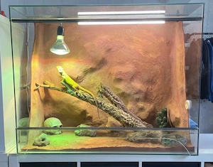 Terrarium inkl. Bartagame zu verkaufen 