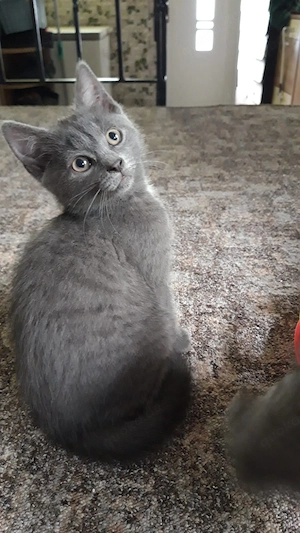 Russisch Blau BKH Katze 