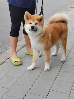 Japanischer Akita Inu Rüde Raiden   FCI-Ahnentafel | Champion-Linie