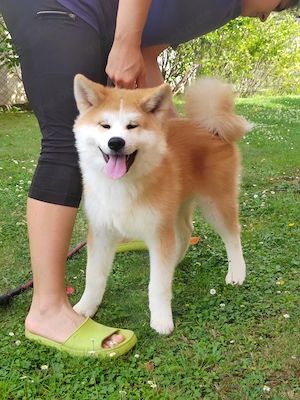  Akita Inu Rüde Ryu   FCI   Exzellente Abstammung   HD-A Eltern    