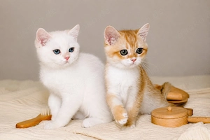 BKH Britisch Kurzhaar Goldene Chinchilla Kitten, point mit Stammbaum Abgabebereit