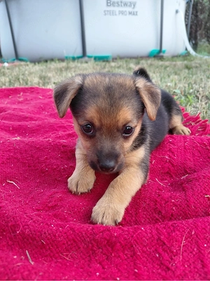 Bezaubernde kleinbleibende Chihuahua-Papillon x Zwergpinscher Welpen