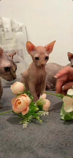 Wir haben noch 5 von 7 Sphynx-Kätzchen.