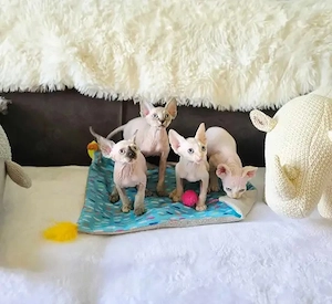 Sphynx-Kätzchen abzugeben