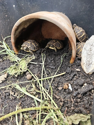 Landschildkröten Babys 