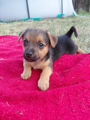 Bezaubernde kleinbleibende Chihuahua-Papillon x Zwergpinscher Welpen