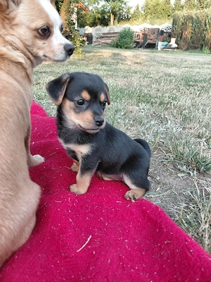 Bezaubernde kleinbleibende Chihuahua-Papillon x Zwergpinscher Welpen