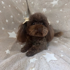 XXS Teacup Toypudel Pudel Mädchen 1,6 kg