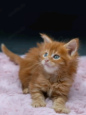 Freundliche Maine-Coon-Kätzchen (männlich und weiblich)