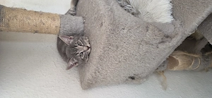 Katzenkitten