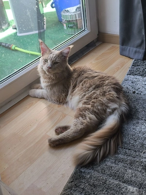 Main Coon Deckkater 