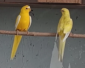 3 Schmucksittiche Lutino