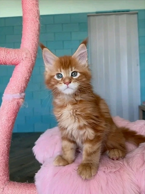 stubenreine Maine-Coon-Kätzchen