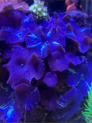 Scheibenanemone blau türkis