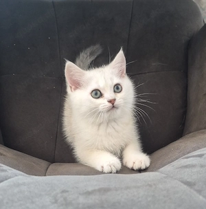 BKH Kitten 
