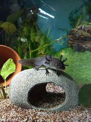 3 gesunde Axolotl zu verschenken   falls gewünscht mit Aquarium