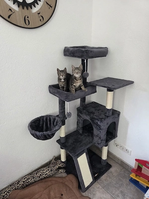 Kitten Schwestern suchen liebe Dosenöffner & bringen alles mit 