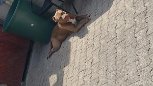 "American Bully Hündin  *Hulk*