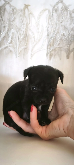 Chihuahua-Welpe (Hündin)   unsere kleine  Handtaschen-Prinzessin    Kleine auf der Handfläche   