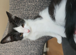 Hübscher Kater mit faszinierenden großen Ohren sucht ein Zuhause