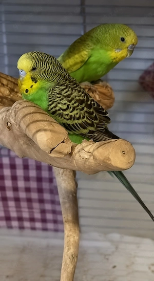 Wellensittich Pärchen zusammen mit Käfig 