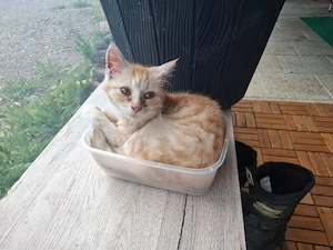 Mix kitten 