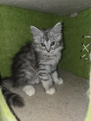 UPDATE nur noch 1 Maicoon weibchen kitten da  [ REINRASSIG ]