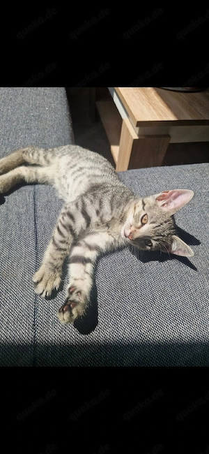 Katzenbaby Kitten