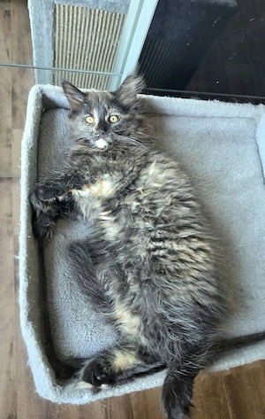 Maine Coon