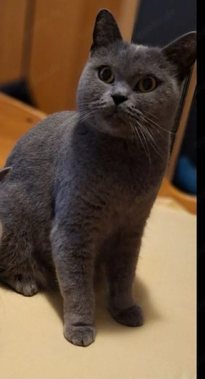 BKH Katze 