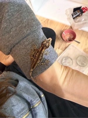 Höckerkopfgecko Nachzuchten