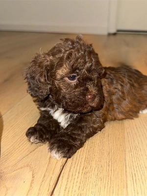 Liebevolle Maltipoo-Welpen suchen ein liebevolles Zuhause