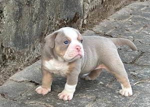 Bulldoggenwelpen ( OEB - Englisch )