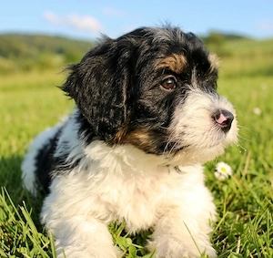 Bunte merle Doodle-Welpen suchen tolles Zuhause (Cockerpoo, Cavapoo, Pudel)