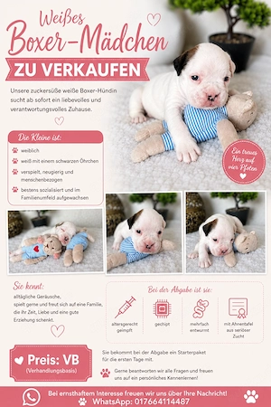 Boxer, Weiss, Mädchen 