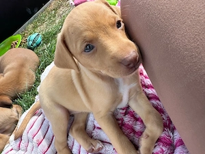 podenco boxer mix welpen 