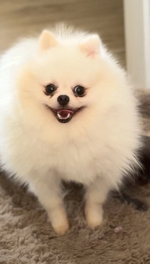 pomeranian zwergspitz deckrüde