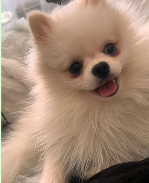 pomeranian zwergspitz rüde 