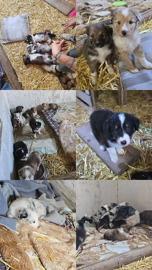 wunderschöne Welpen suchen 5* Zuhause 