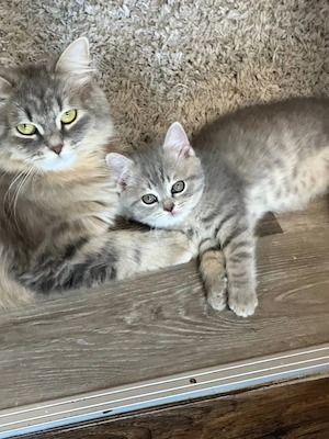 2 BKH zuckersüsses Kitten weibchen männlich suchen neues zuhause