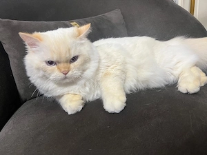 Perser Kater abzugeben   8 Monate alt, geimpft