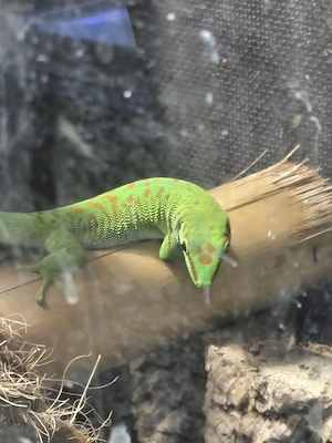 Phelsuma Grandis Weibchen Bild 2