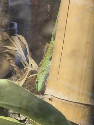 Phelsuma Grandis Weibchen Bild 1