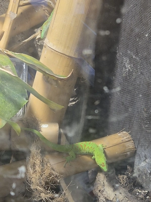 Phelsuma Grandis Weibchen Bild 3