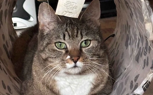 Schmusekatze Jade wünscht sich ein Zuhause voller Kuscheleinheiten