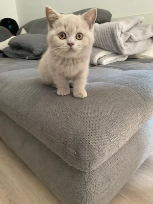 Liebevolle BKH Kitten suchen ab sofort ein neues Zuhause 