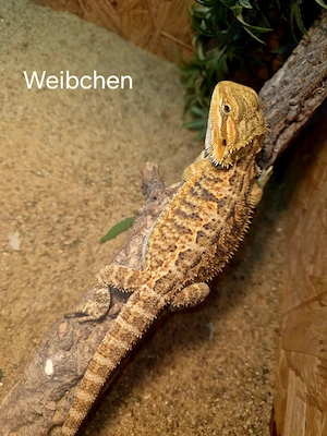 Farb-Bartagamen Jungtiere (pogona vitticeps) NZ 04 2026