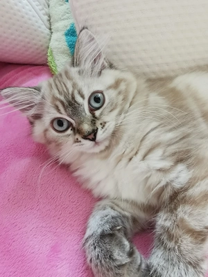 Heilige Birma Kitten Babys