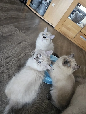 Ragdoll Kitten in 1 woche abgabebereit 